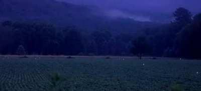 Fireflies over a field in Pennsylvania