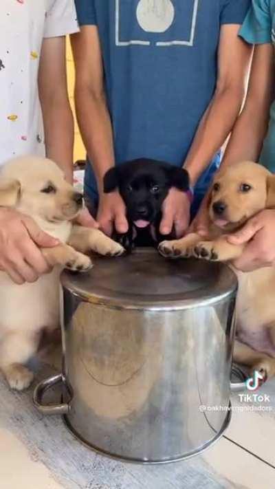 The triple blop band