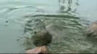 A croc of a different shell