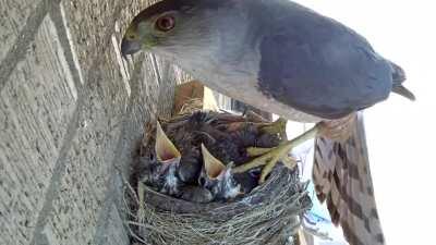 Hawk steals newborn robins straight from the nest