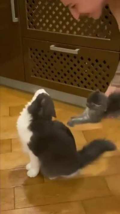 Using your kitten to pet your cat.