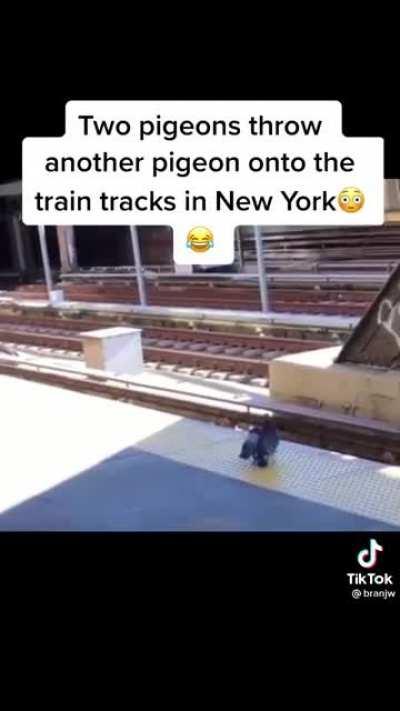 2 pigeons being more than just jerks..