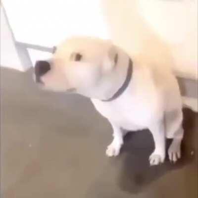 Haha its a dog laugh please