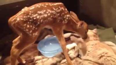 Rescued Baby Deer Bonds With Family Cat