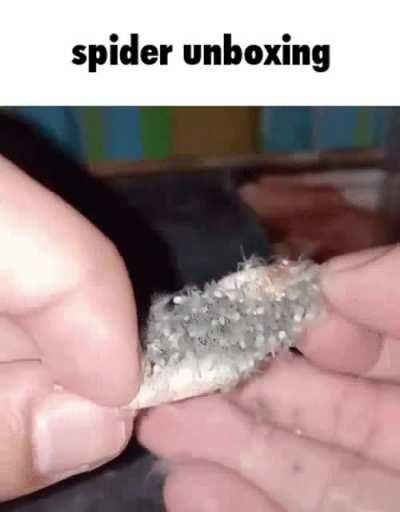 It's my cake day so let's do a bit of trolling