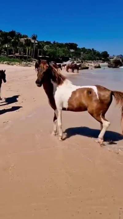 🔥 Free-roaming Horses on Sumba Island, Indonesia