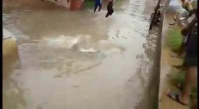 Crocodile in the floodwaters