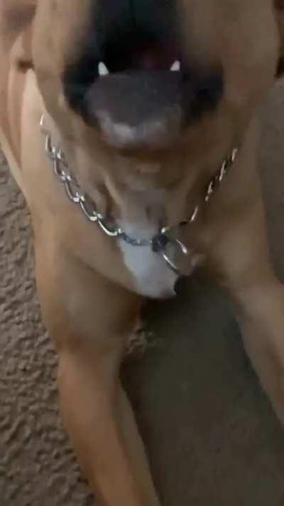 Perfectly cut bork ch