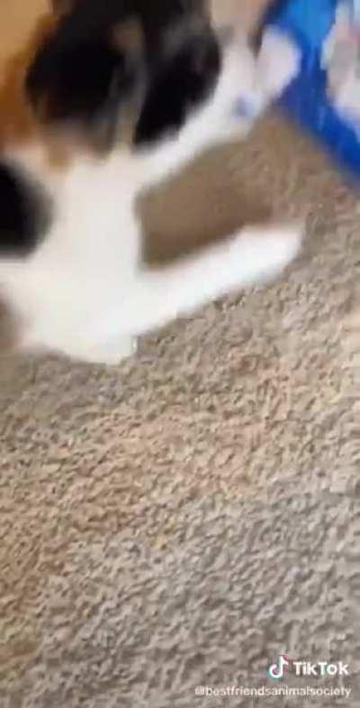 Cat try’s stealing Oreos from owner!