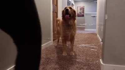 Golden Retriever vs Invisible wall