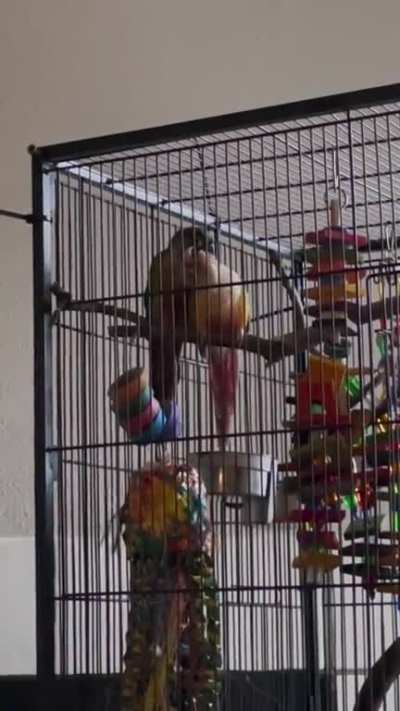 Lucy is camera shy, Pip Pip is shameless 🤣