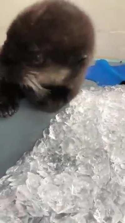 No es un meme, pero es muy lindo ^^