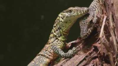 Six Komodo dragons just hatched at the Bronx zoo. It’s the first time the species has successfully bred in the zoos 122 year history.