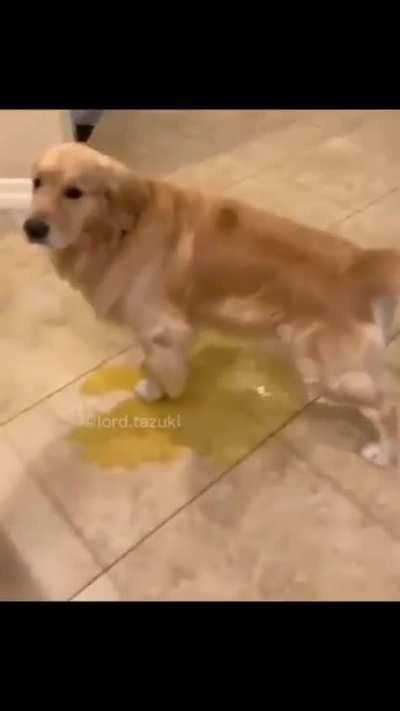 This is a very unhealthy amount of piss for a dog