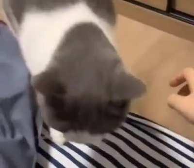 Cat brings her kittens every night to her human’s bed as a sign of trust..