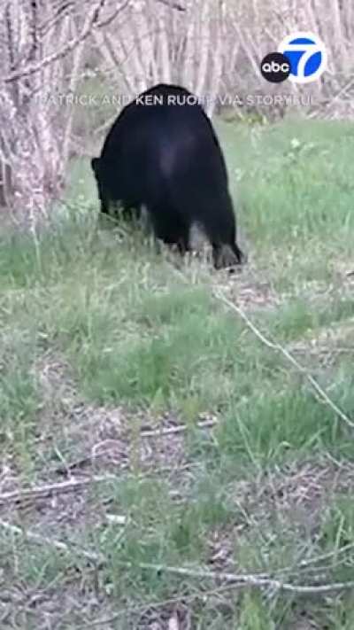 He was definitely dared to do this by other coyotes 😂