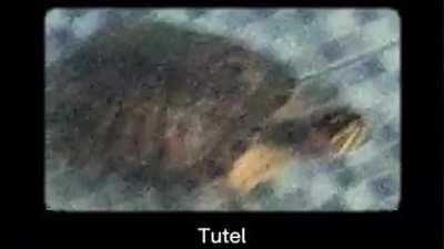 Tutel 👍