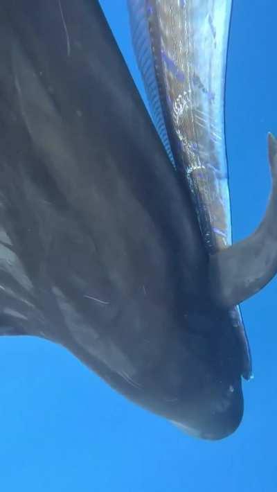 Pilot Whale carrying a 20+ft Oarfish that captured.
