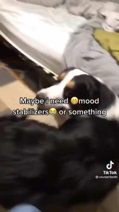 What da dog doin cypher