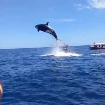 Orca jumps 15+ feet out of the water while hunting a dolphin