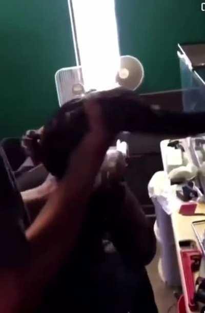 Woman pets snake and gets heavily bitten and wrapped