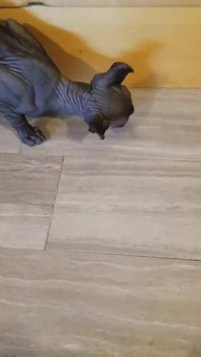 He keeps stealing my dinner but he's too cute to say no.