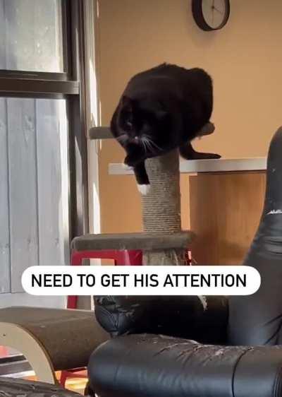 of a hungry car 😻