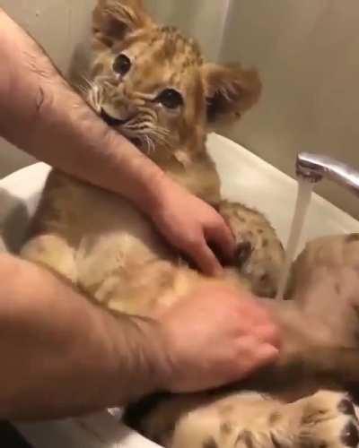 Bathing A Rescue Kitty