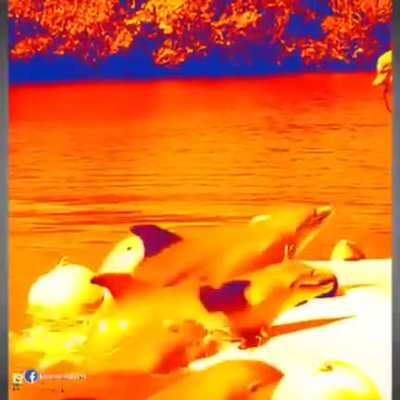 Дельфин и русалка... (настоящий дельфин)