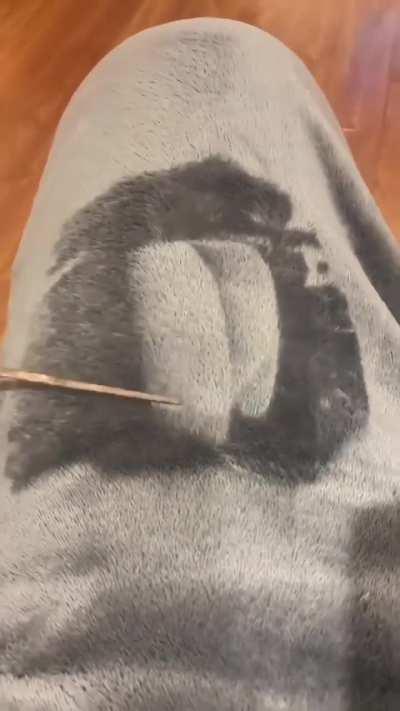 Insanely Talented Artist