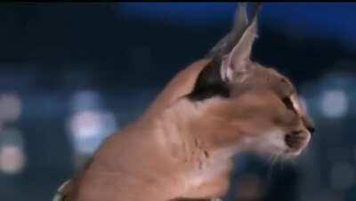 MAAU - Video #5124