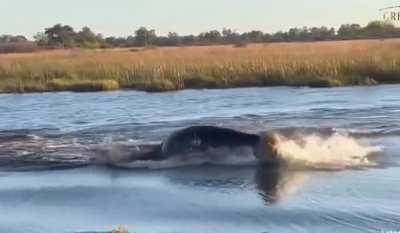 Hippo charges three lions crossing a river. No animals were harmed in the making of this video, just the lions pride (no pun intended)