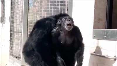 The expression on a chimp's face when she sees the sky for the first time. Vanilla spent her life indoors at Laboratory for Experimental Medicine and Surgery in Primates (LEMSIP), located in Tuxedo, NY, she is now a resident of Save The Chimps sanctuary.