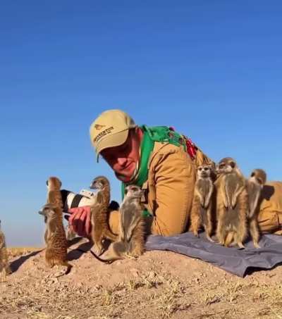 🔥Wild Meerkats Accept Photographer As One of Their Own