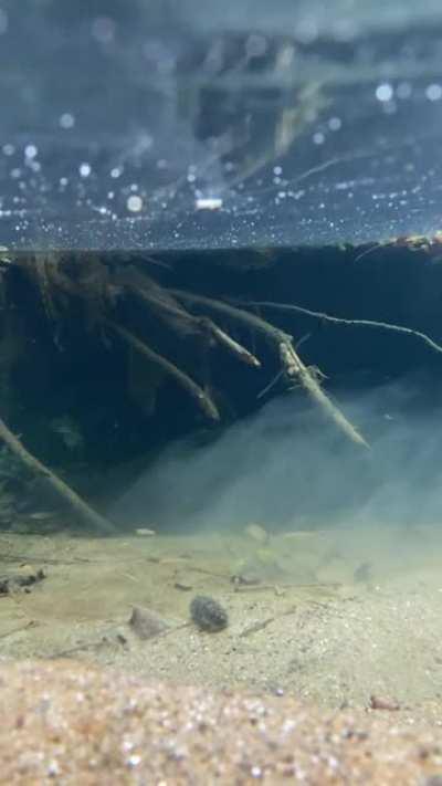 A cool video my friend and I took in the forest behind my house