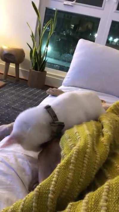 The dog’s dream noises woke the cat up.