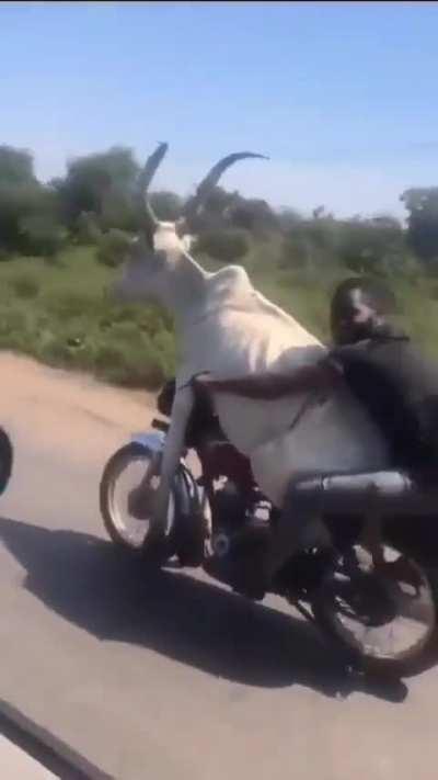 No title to describe the whys, the how’s, the whens, and the wheres. (The size of the cow)