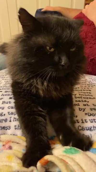 Some professional biscuits and loud purrs from Shadow the stray 🥰