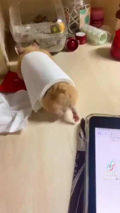 his only braincell is not working