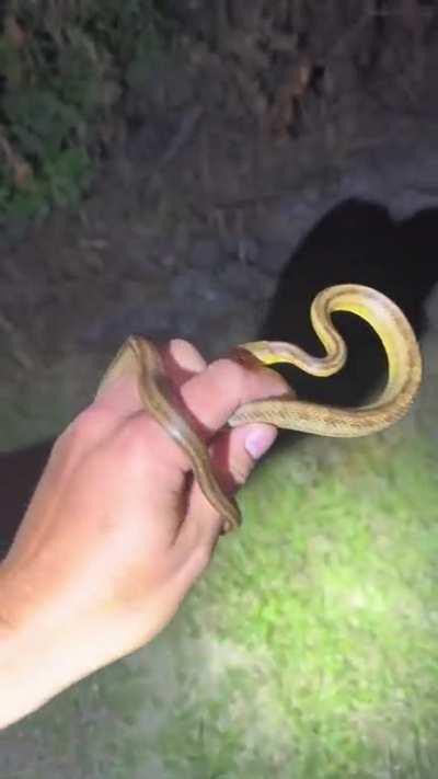 Florida Guy is like a Disney Dude or something