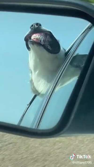 I want to be this happy over just riding down the road. Derpy dogs are the best!!