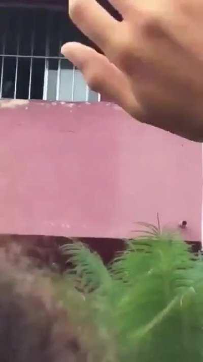 Before the pandemic, when humans gathered just to serenade to a good boy