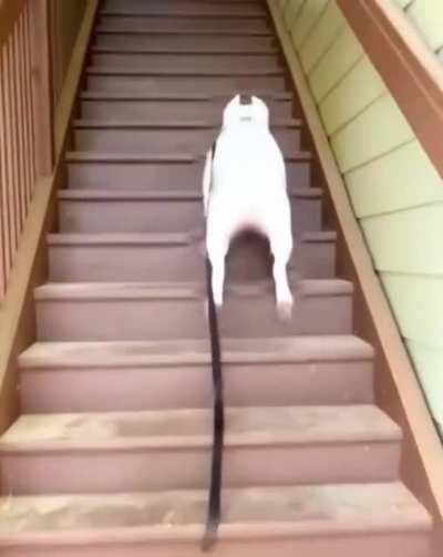 Забавный пёсель