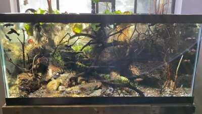 Update to the Nano koi pond. Featuring new light fixture and natural light shimmer.