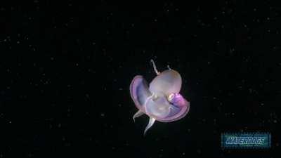 The blanket octopus (Tremoctopus) is always stunning