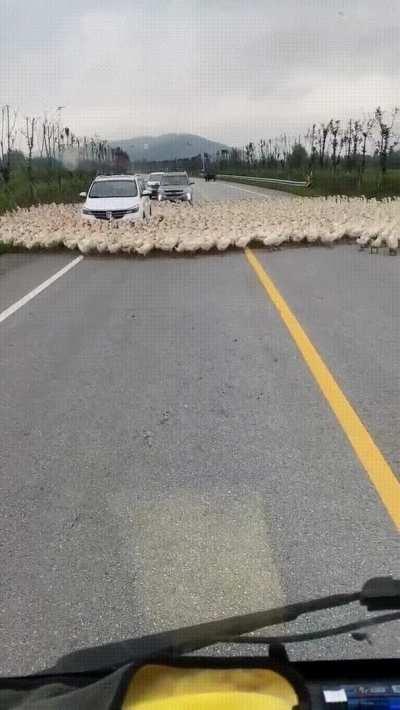 Hundreds of ducks surrounding one particular car