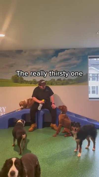 Different kind of dogs