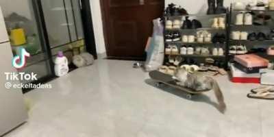 Normal Cat Greetings