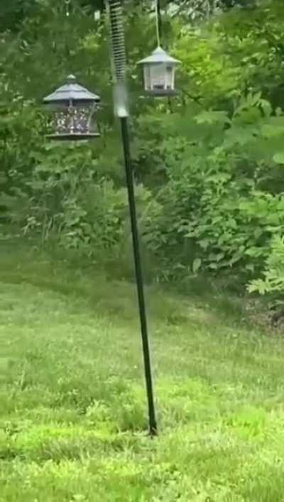 вот блядь кому-то жалко, что белочка возьмёт себе немного орехов у жырабасных голубей