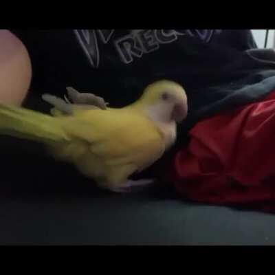 What a Chatterbox 🤩